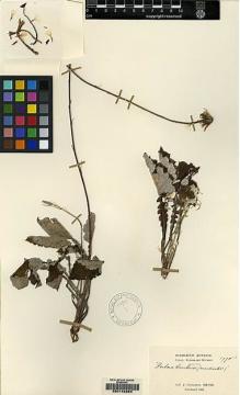 Type specimen at Edinburgh (E). Cavalerie, Pierre: 1778A. Barcode: E00142864.