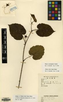 Type specimen at Edinburgh (E). Chu, K.: 3019. Barcode: E00143107.