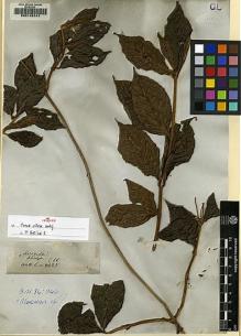 Type specimen at Edinburgh (E). Wallich, Nathaniel: 8425. Barcode: E00143141.