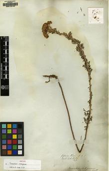 Type specimen at Edinburgh (E). Wallich, Nathaniel: [3233]. Barcode: E00143143.