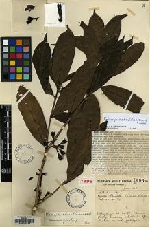 Type specimen at Edinburgh (E). Forrest, George: 18064. Barcode: E00143147.