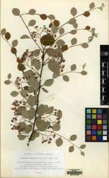 Type specimen at Edinburgh (E). Hylmö, Bertil: 9495. Barcode: E00143156.