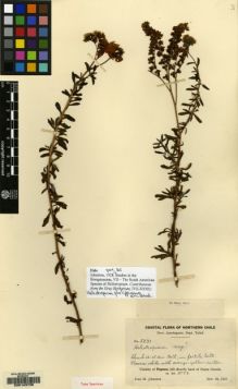 Type specimen at Edinburgh (E). Johnston, Ivan Murray: 5233. Barcode: E00143738.