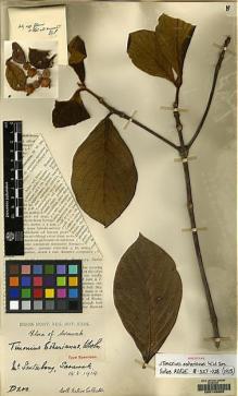 Type specimen at Edinburgh (E). Native Collector Sarawak (NATCOSA): D200. Barcode: E00143855.