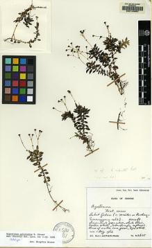 Type specimen at Edinburgh (E). Burtt, Brian: 2655. Barcode: E00143857.