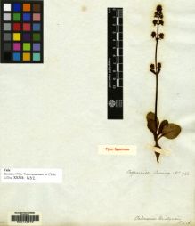 Type specimen at Edinburgh (E). Cuming, Hugh: 744. Barcode: E00143872.