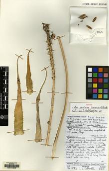 Type specimen at Edinburgh (E). Collenette, Iris: 8565. Barcode: E00144205.