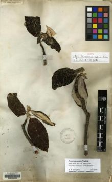 Type specimen at Edinburgh (E). Wallich, Nathaniel: 678. Barcode: E00144229.