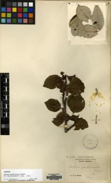 Type specimen at Edinburgh (E). Wilson, Ernest: 1255. Barcode: E00144230.