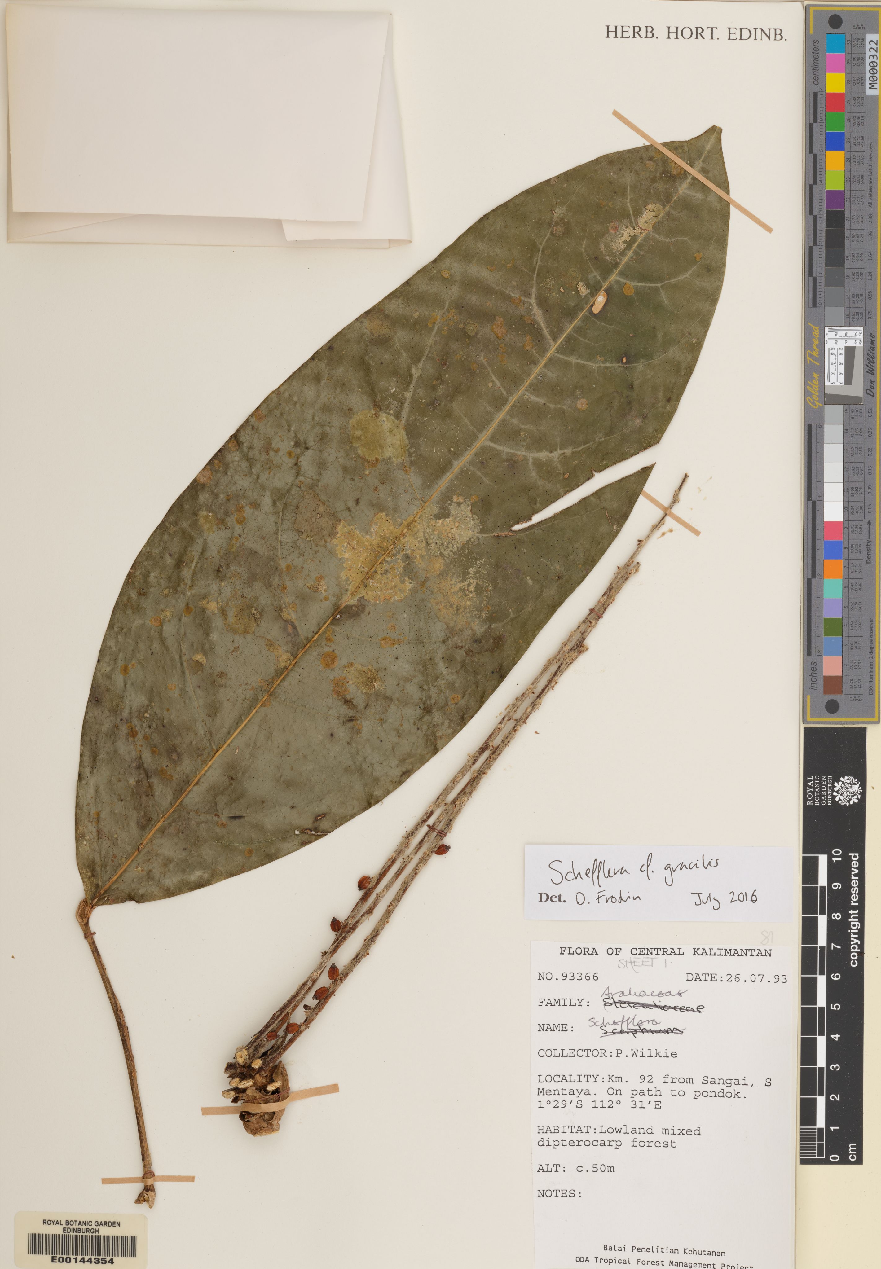 Heptapleurum gracile (Heptapleurum gracile)