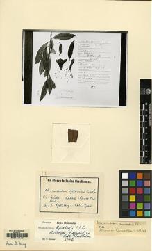 Type specimen at Edinburgh (E). Kjellberg, G.: 1721. Barcode: E00144414.