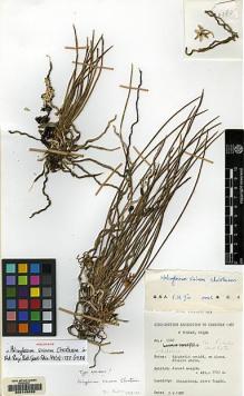 Type specimen at Edinburgh (E). Sino-British Cangshan Expedition: 380. Barcode: E00145026.