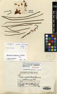 Type specimen at Edinburgh (E). Handel-Mazzetti, Heinrich: 8802. Barcode: E00145027.