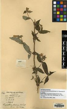 Type specimen at Edinburgh (E). Smith, W.: 2996. Barcode: E00145149.