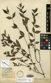 Type specimen at Edinburgh (E). Wight, Robert: 2968. Barcode: E00145707.