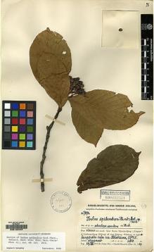 Type specimen at Edinburgh (E). Handel-Mazzetti, Heinrich: 7874. Barcode: E00145787.
