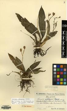Type specimen at Edinburgh (E). Schlechter, Friedrich: 18706. Barcode: E00146305.