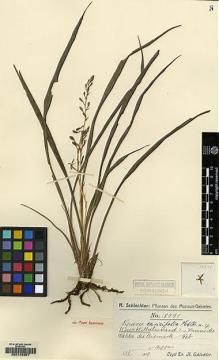 Type specimen at Edinburgh (E). Schlechter, Friedrich: 18590. Barcode: E00146307.