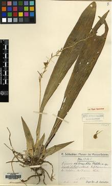 Type specimen at Edinburgh (E). Schlechter, Friedrich: 17147. Barcode: E00146308.