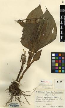 Type specimen at Edinburgh (E). Schlechter, Friedrich: 17425. Barcode: E00146310.