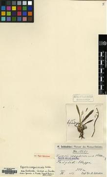 Type specimen at Edinburgh (E). Schlechter, Friedrich: 18889. Barcode: E00146313.