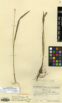 Type specimen at Edinburgh (E). Schlechter, Friedrich: 18260. Barcode: E00146322.