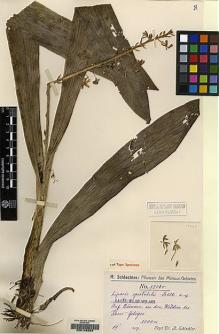 Type specimen at Edinburgh (E). Schlechter, Friedrich: 17060. Barcode: E00146324.