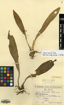 Type specimen at Edinburgh (E). Schlechter, Friedrich: 16674. Barcode: E00146327.