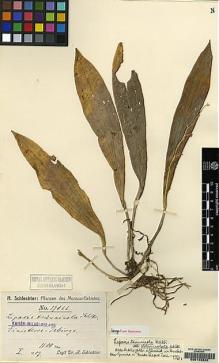 Type specimen at Edinburgh (E). Schlechter, Friedrich: 19068. Barcode: E00146328.