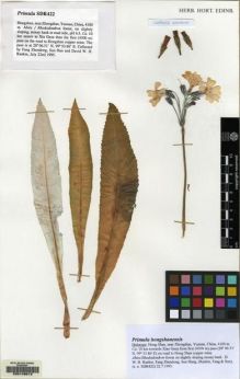 Type specimen at Edinburgh (E). Rankin, David W.H.; Fang, Zhen Dong; Sun, Hang: SDR 422. Barcode: E00146513.
