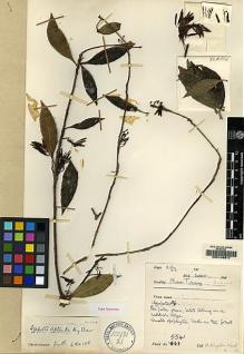 Type specimen at Edinburgh (E). Kingdon-Ward, Francis: 5541. Barcode: E00146817.