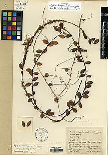 Type specimen at Edinburgh (E). Kingdon-Ward, Francis: 3066. Barcode: E00146818.