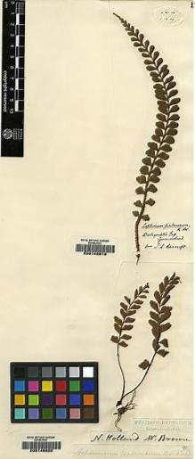 Type specimen at Edinburgh (E). Brown, Robert: . Barcode: E00146820.