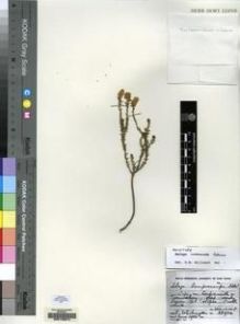 Type specimen at Edinburgh (E). Esterhuysen, Elsie: 25934. Barcode: E00146914.