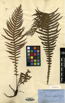 Type specimen at Edinburgh (E). Brown, Robert: 36. Barcode: E00146969.