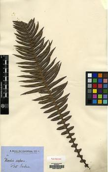 Type specimen at Edinburgh (E). Brown, Robert: . Barcode: E00146973.