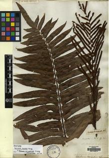 Type specimen at Edinburgh (E). Sieber, Franz(e): 107. Barcode: E00146974.