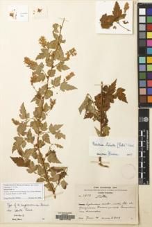 Type specimen at Edinburgh (E). Schneider, Camillo: 3558. Barcode: E00147122.