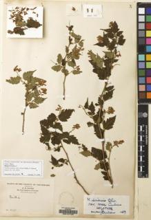 Type specimen at Edinburgh (E). Maire, Edouard-Ernest: 1120. Barcode: E00147123.