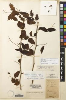 Type specimen at Edinburgh (E). Cavalerie, Pierre: 2461. Barcode: E00147124.