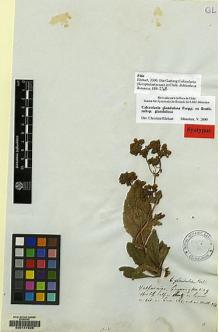 Type specimen at Edinburgh (E). Cuming, Hugh: 529. Barcode: E00147226.