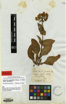 Type specimen at Edinburgh (E). Mathews, Andrew: 281. Barcode: E00147227.