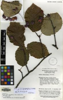 Type specimen at Edinburgh (E). Sino-American Botanical Expedition (1980): 1555. Barcode: E00147437.