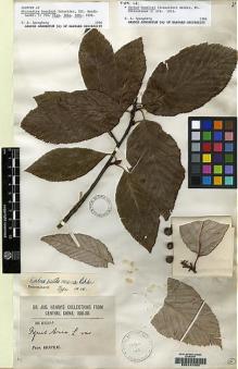 Type specimen at Edinburgh (E). Henry, Augustine: 6830A. Barcode: E00147444.