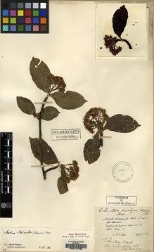 Type specimen at Edinburgh (E). Maire, Edouard-Ernest: . Barcode: E00147456.