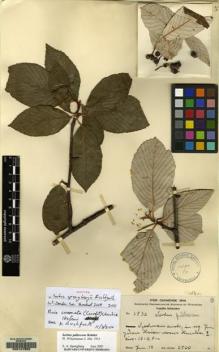 Type specimen at Edinburgh (E). Schneider, Camillo: 3530. Barcode: E00147552.
