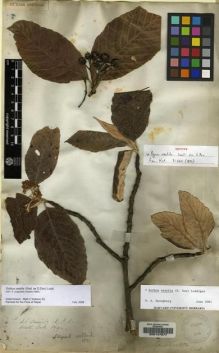 Type specimen at Edinburgh (E). Wallich, Nathaniel: 679. Barcode: E00147577.