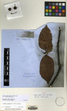 Type specimen at Edinburgh (E). Wallich, Nathaniel: 679. Barcode: E00147578.