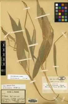 Type specimen at Edinburgh (E). Godefroy, A.: 488. Barcode: E00147691.