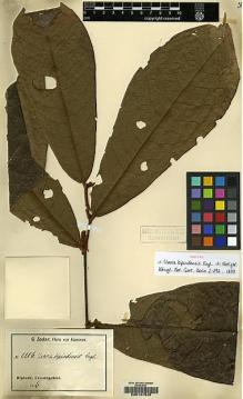 Type specimen at Edinburgh (E). Zenker, Georg: 1116. Barcode: E00147945.